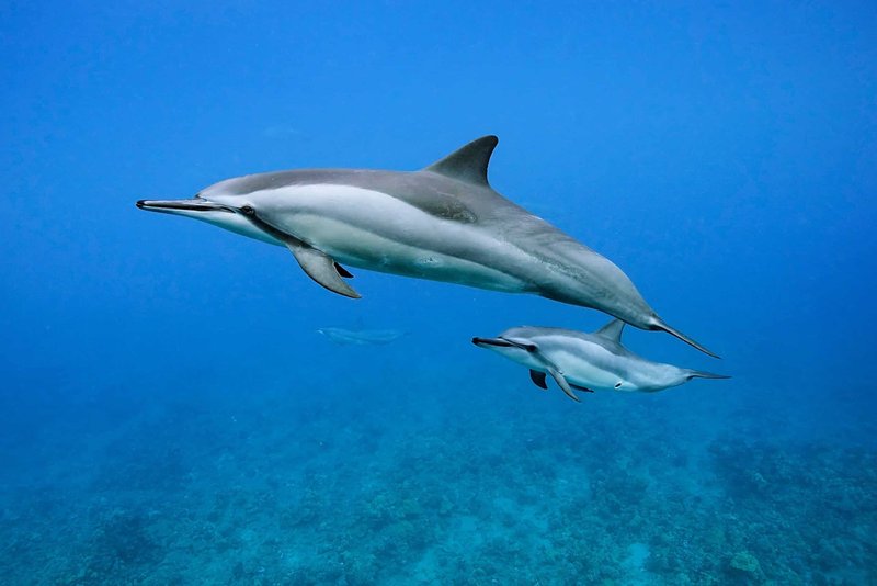 How The Spinner Dolphin Navigates And Communicates