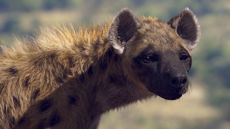How The Spotted Hyena Is Represented In Culture And Folklore