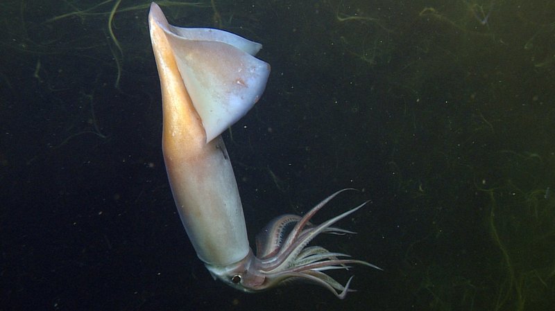 How The Squid Navigates And Communicates