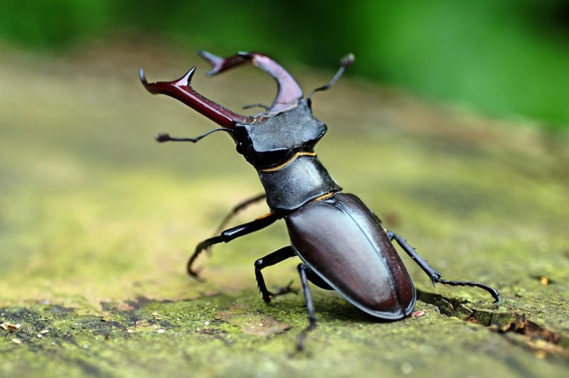 How The Stag Beetle Has Been Studied By Scientists