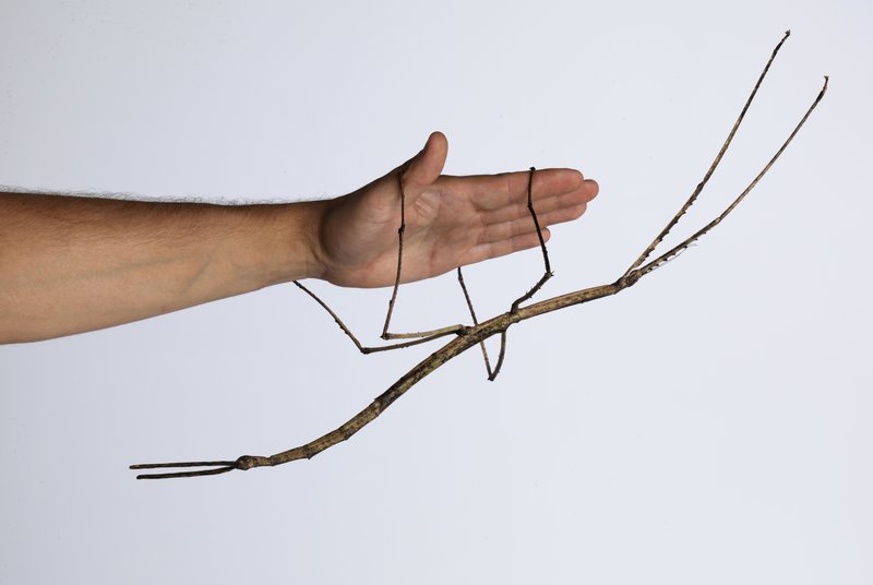 How The Stick Insect Has Been Studied By Scientists