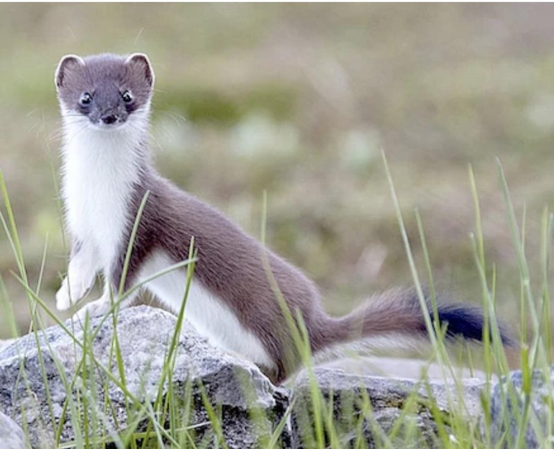 How The Stoat Is Represented In Culture And Folklore