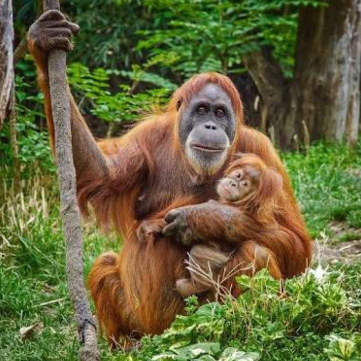 How The Sumatran Orangutan Is Represented In Culture And Folklore