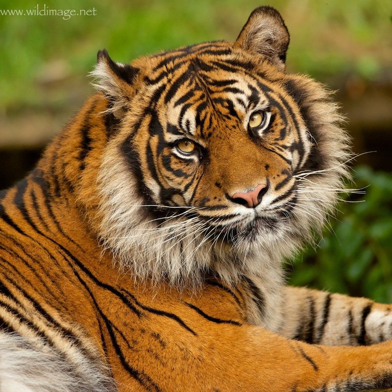 How The Sumatran Tiger Is Represented In Culture And Folklore