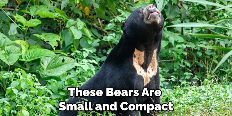 How The Sun Bear Is Represented In Culture And Folklore