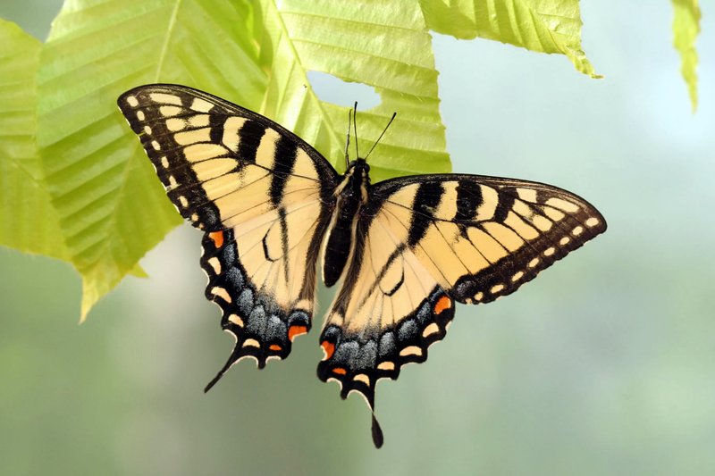 How The Swallowtail Butterfly Has Been Studied By Scientists
