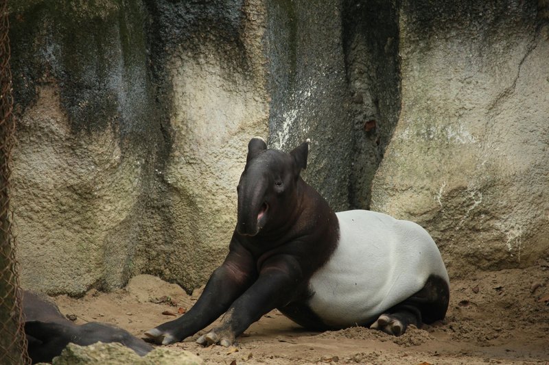 How The Tapir Is Represented In Culture And Folklore