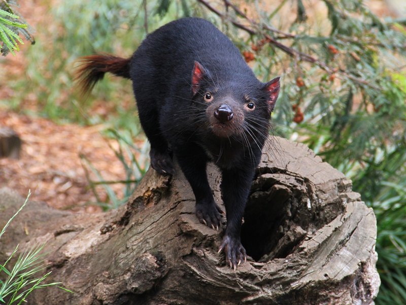 How The Tasmanian Devil Is Represented In Culture And Folklore