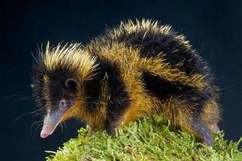 How The Tenrec Is Represented In Culture And Folklore