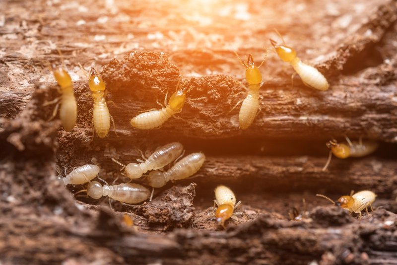 How The Termite Has Been Studied By Scientists