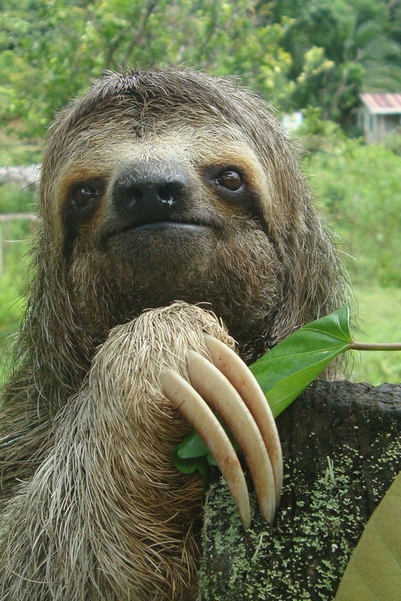 How The Three-Toed Sloth Is Represented In Culture And Folklore