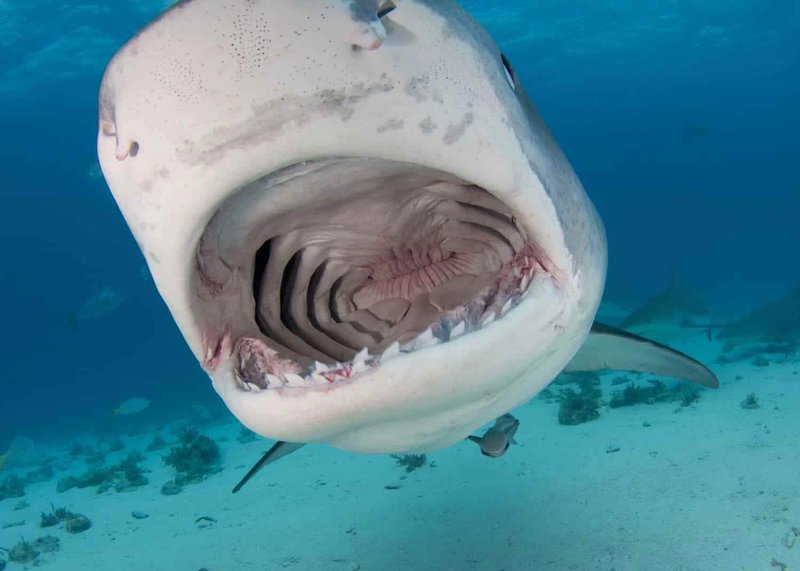 How The Tiger Shark Navigates And Communicates