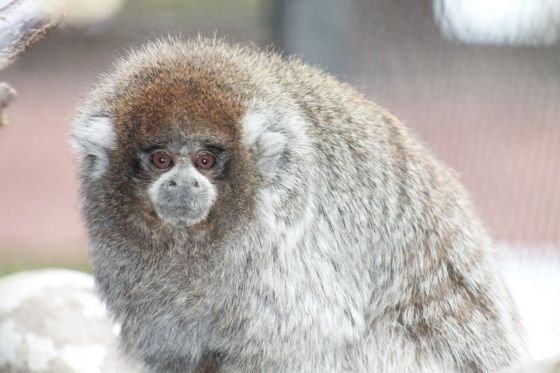 How The Titi Monkey Is Represented In Culture And Folklore