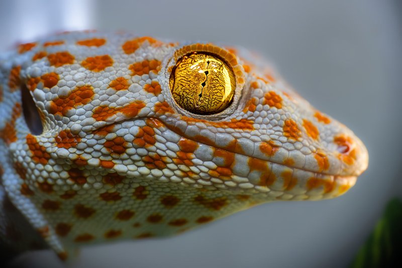 How The Tokay Gecko Survives In Harsh Environments