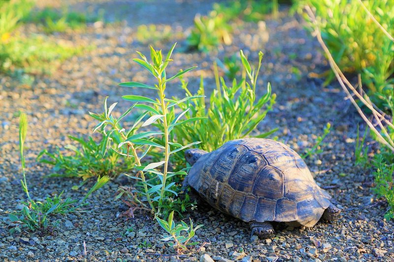 How The Tortoise Survives In Harsh Environments