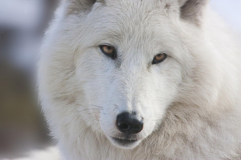 How The Tundra Wolf Is Represented In Culture And Folklore