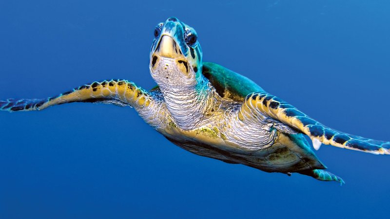 How The Turtle Survives In Harsh Environments