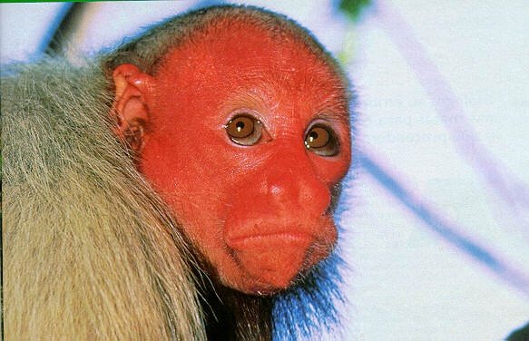How The Uakari Is Represented In Culture And Folklore