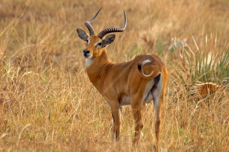 How The Ugandan Kob Is Represented In Culture And Folklore
