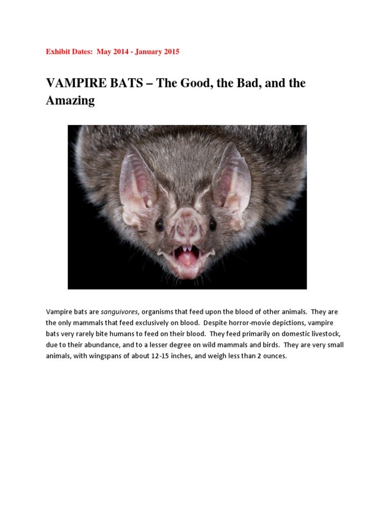 How The Vampire Bat Is Represented In Culture And Folklore