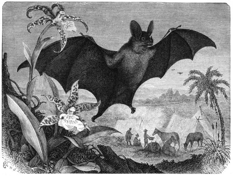 How The Vampire Bat Is Represented In Culture And Folklore