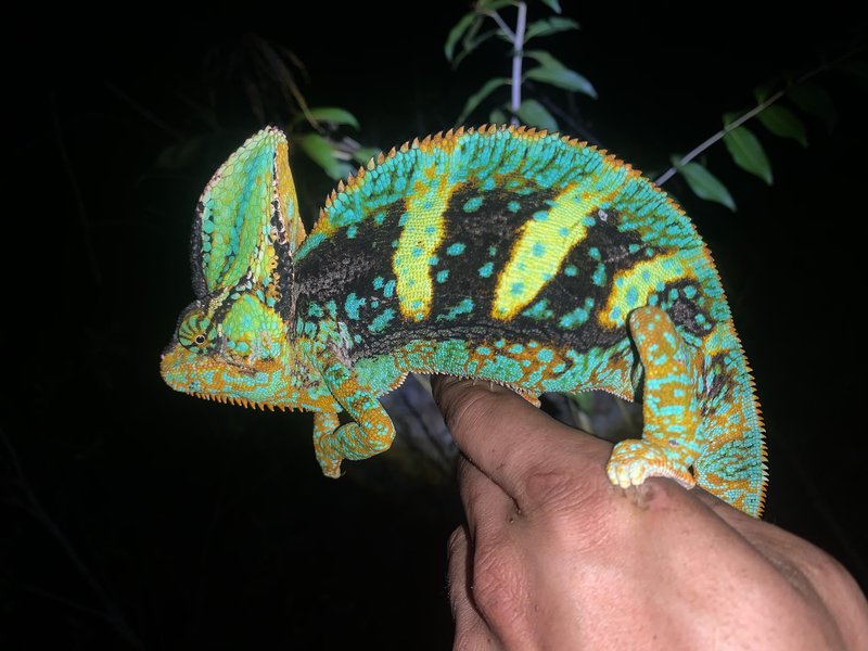 How The Veiled Chameleon Survives In Harsh Environments