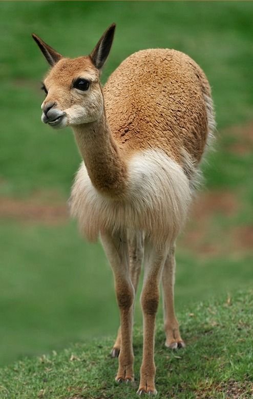 How The Vicuna Is Represented In Culture And Folklore