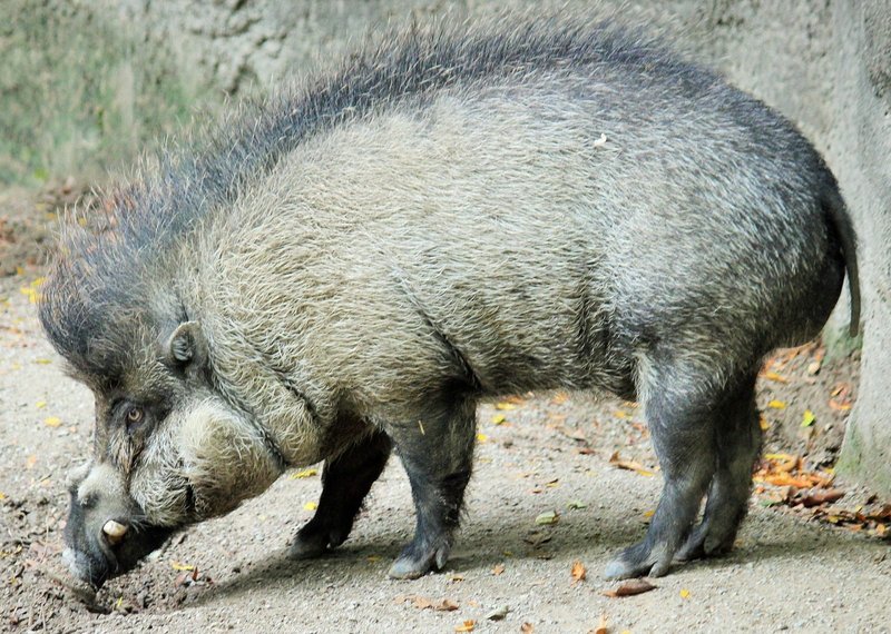 How The Visayan Warty Pig Is Represented In Culture And Folklore