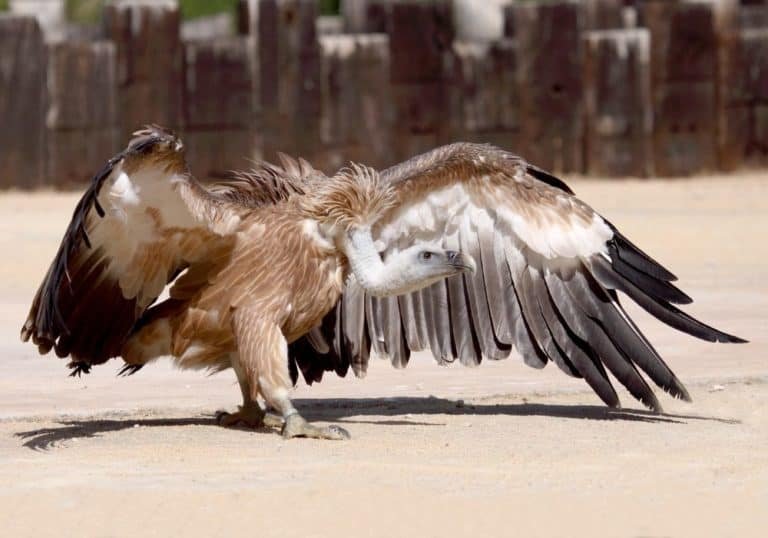 How The Vulture Is Represented In Culture And Folklore