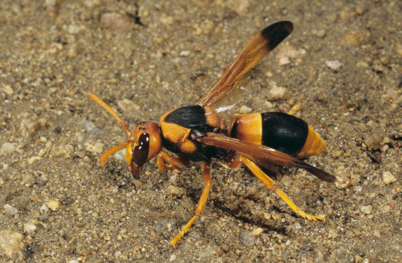 How The Wasp Has Been Studied By Scientists