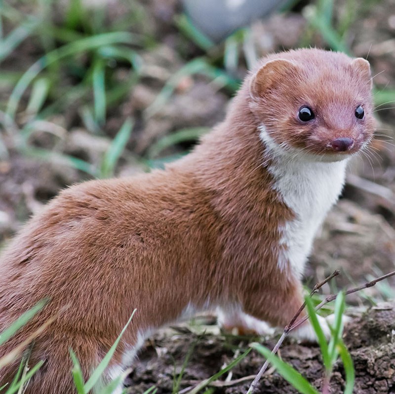 How The Weasel Is Represented In Culture And Folklore