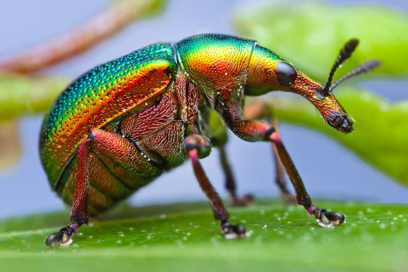 How The Weevil Has Been Studied By Scientists
