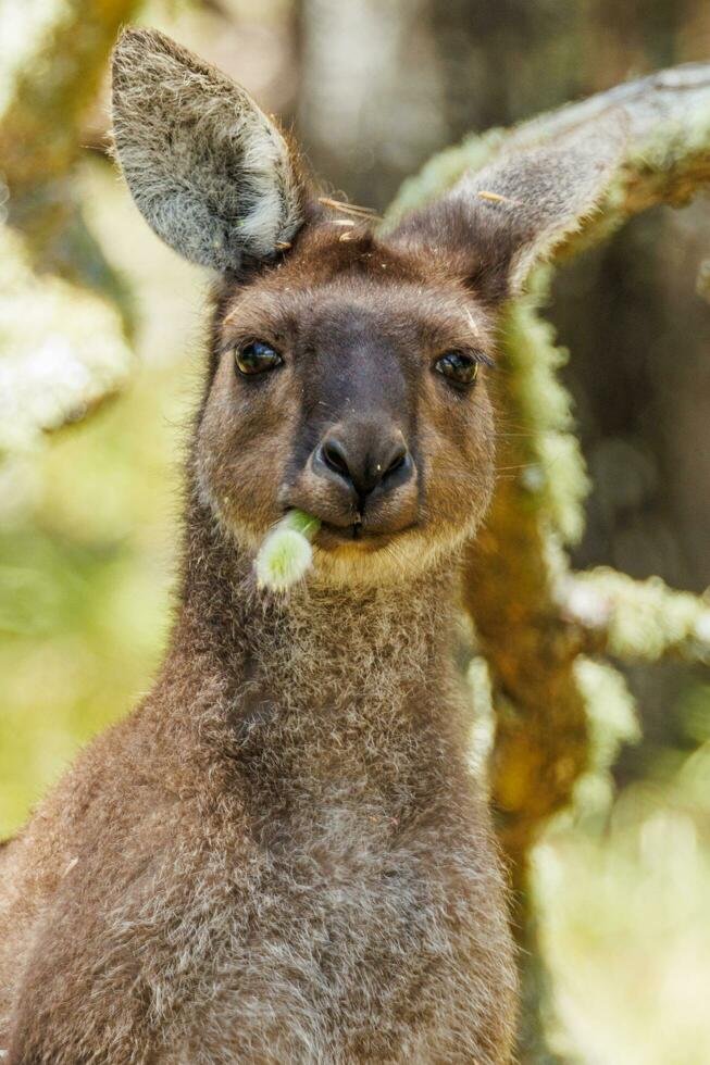 How The Western Grey Kangaroo Is Represented In Culture And Folklore