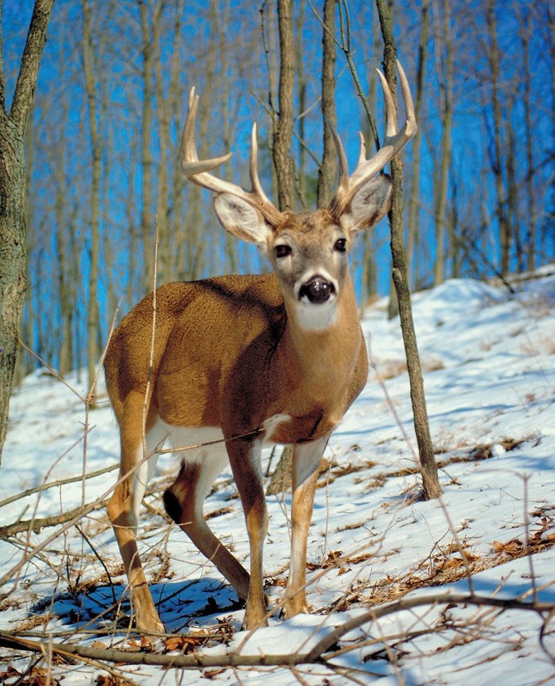 How The White-Tailed Deer Is Represented In Culture And Folklore