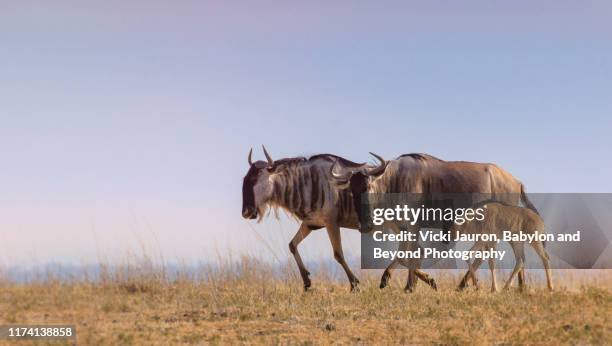 How The Wildebeest Is Represented In Culture And Folklore