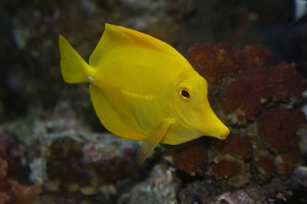 How The Yellow Tang Navigates And Communicates