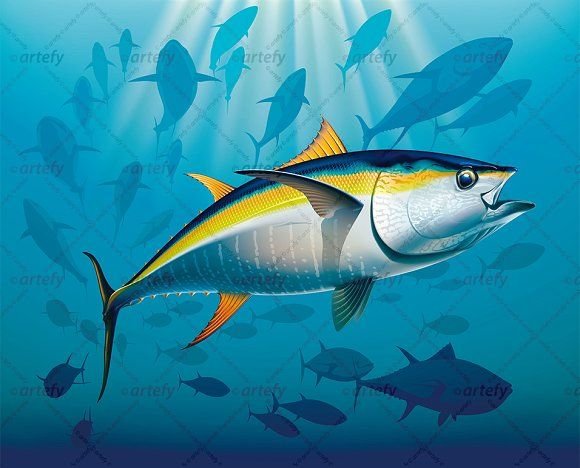 How The Yellowfin Tuna Navigates And Communicates