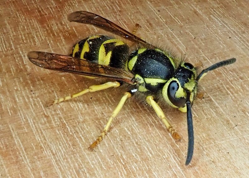 How The Yellowjacket Has Been Studied By Scientists