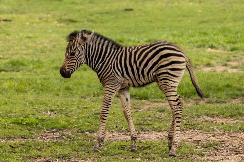 How The Zebra Is Represented In Culture And Folklore