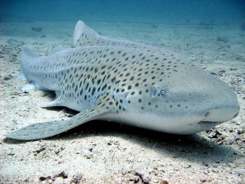 How The Zebra Shark Navigates And Communicates
