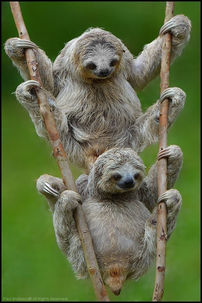 How Three-Toed Sloths Raise Their Young In The Wild