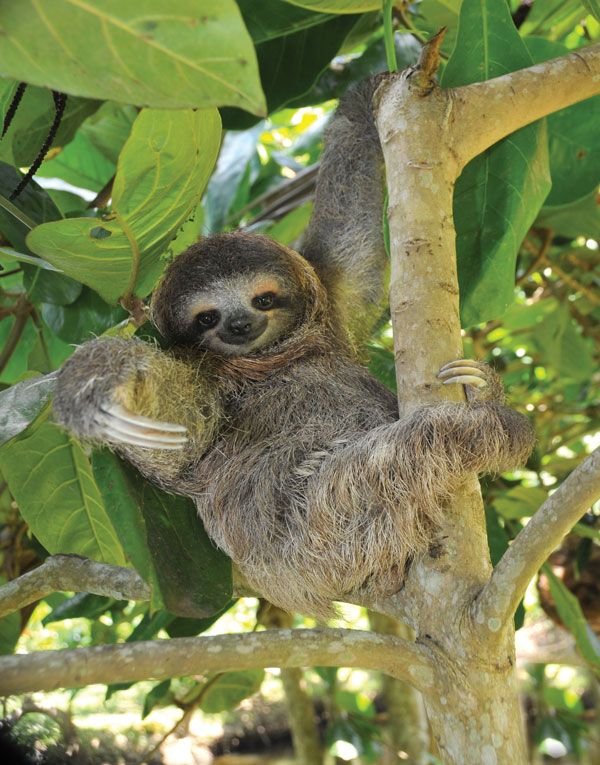 How Three-Toed Sloths Survive In Harsh Environments