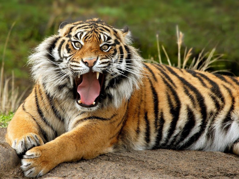 How Tigers Raise Their Young In The Wild