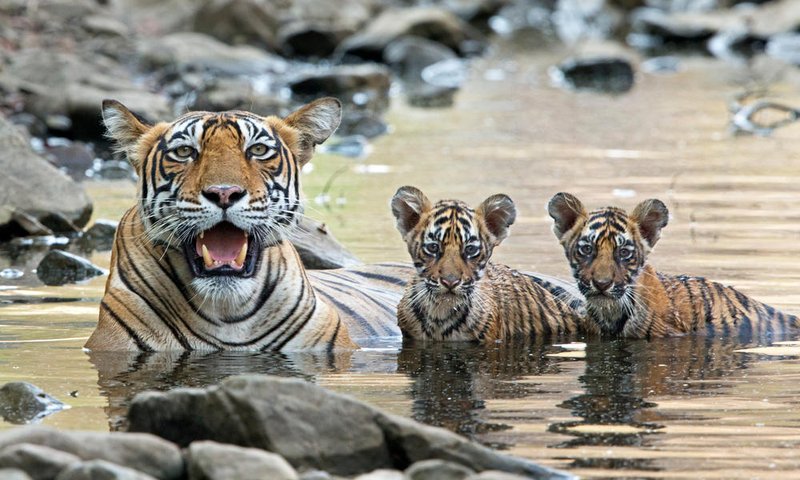 How Tigers Survive In Harsh Environments