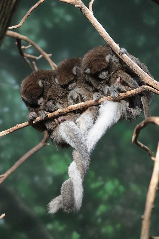 How Titi Monkeys Raise Their Young In The Wild