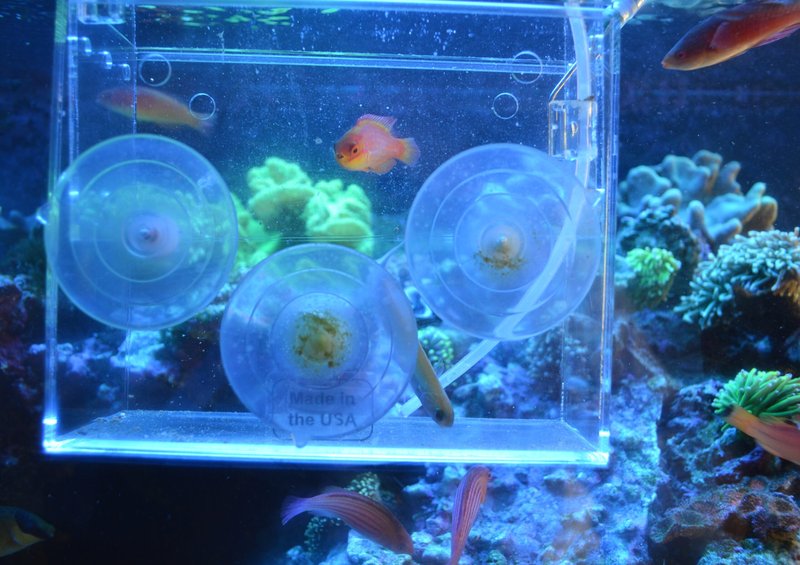 How To Acclimate A New Blue Tang To Your Aquarium