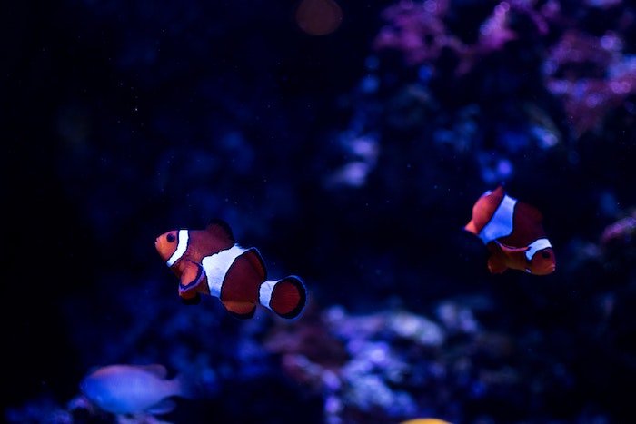 How To Acclimate A New Clownfish To Your Aquarium