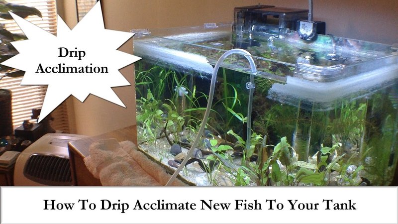 How To Acclimate A New Dottyback To Your Aquarium