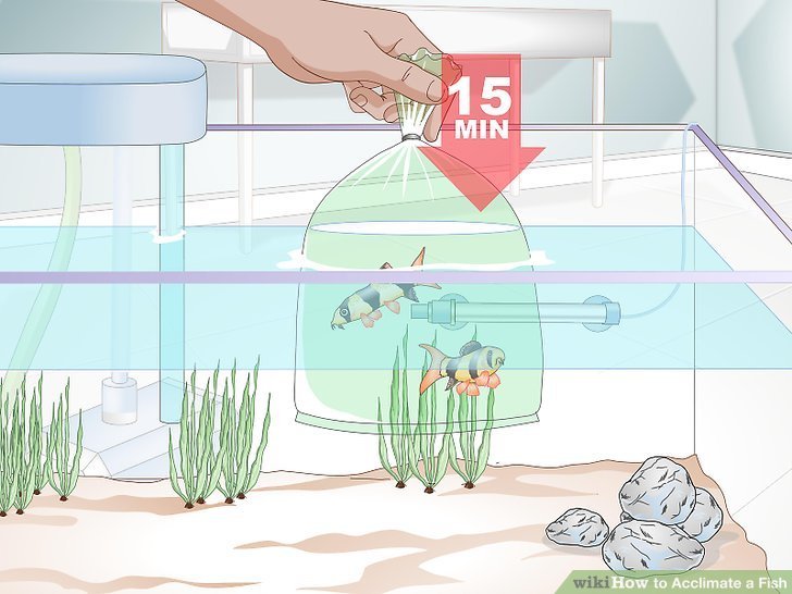 How To Acclimate A New Firefish To Your Aquarium