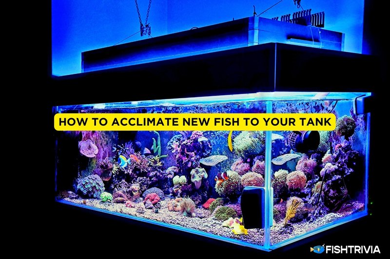 How To Acclimate A New Marine Angelfish To Your Aquarium